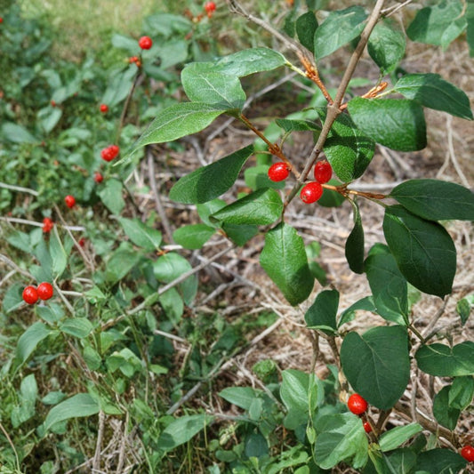 Russet Buffaloberry – Shepherdia canadensis 800 Seeds | Hardy Edible Native Shrub | Fast Growing  Wildlife Friendly | Nitrogen Fixing | Cold Hardy Zones 2–6