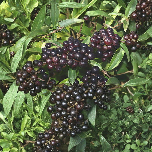 Privet Shrub – Ligustrum vulgare Seeds | 800 Seeds | Fast Growing Hardy Hedge | Fragrant Flowering Shrub | Bulk Privacy Screen