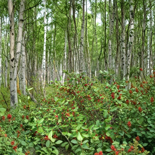 Russet Buffaloberry – Shepherdia canadensis 1600 Seeds | Hardy Edible Native Shrub | Fast Growing  Wildlife Friendly | Nitrogen Fixing | Cold Hardy Zones 2–6