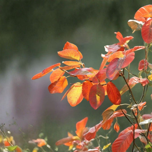 Saskatoon Serviceberry – Amelanchier alnifolia 800 Seeds | Hardy Edible Shrub | Spring Flowers & Brilliant Fall Color  Juneberry | Wildlife Friendly | Cold & Wind Tolerant Native