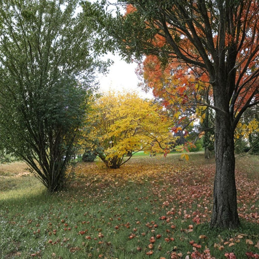 Witch Hazel – Hamamelis virginiana 120 Seeds | Late Fall Fragrant Blooms | Hardy Native Shrub  American Witchhazel | Brilliant Yellow Fall Color | Woodland Favorite