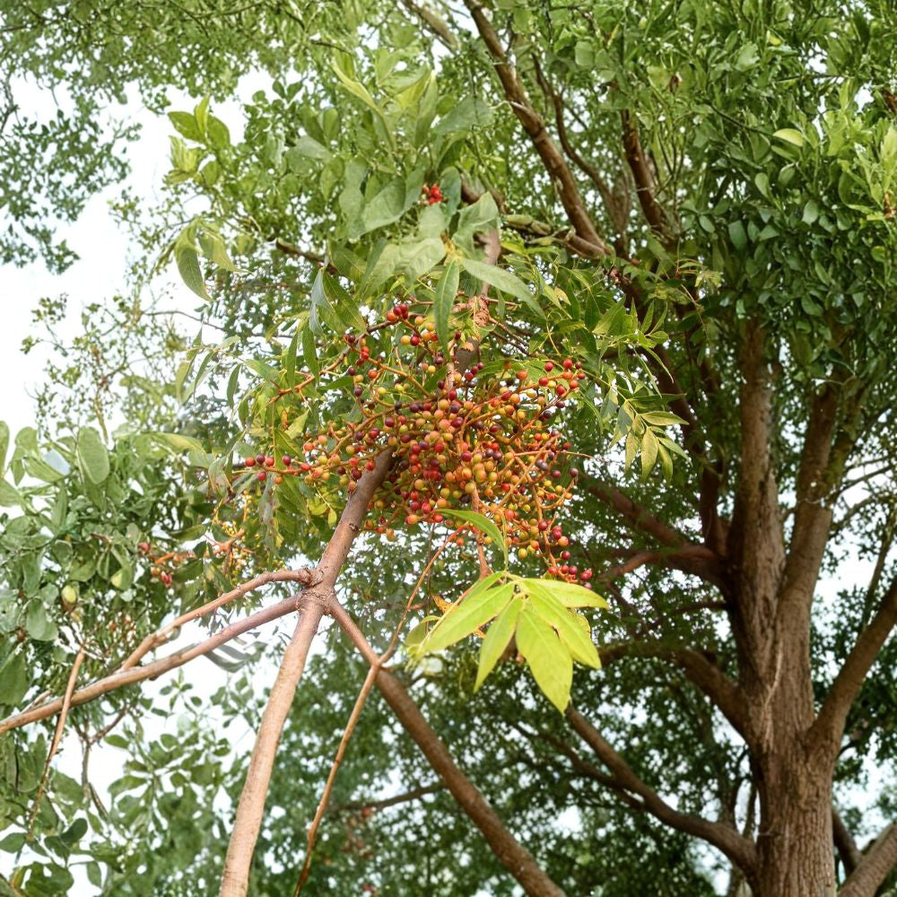 Chinese Pistache – Pistacia chinensis 240 Tree Seeds | Fast Growing | Hardy Zones 6–9  Brilliant Fall Color | Heat & Drought Tolerant | Ideal for Shade or Street Planting