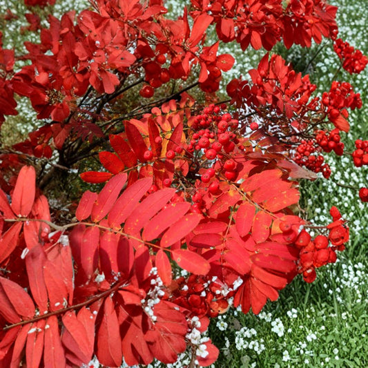 Rowan Tree – Sorbus aucuparia 1800 Seeds | Fast Growing | Brilliant Fall Color  European Mountain Ash | Orange-Red Berries | Wildlife & Restoration Tree