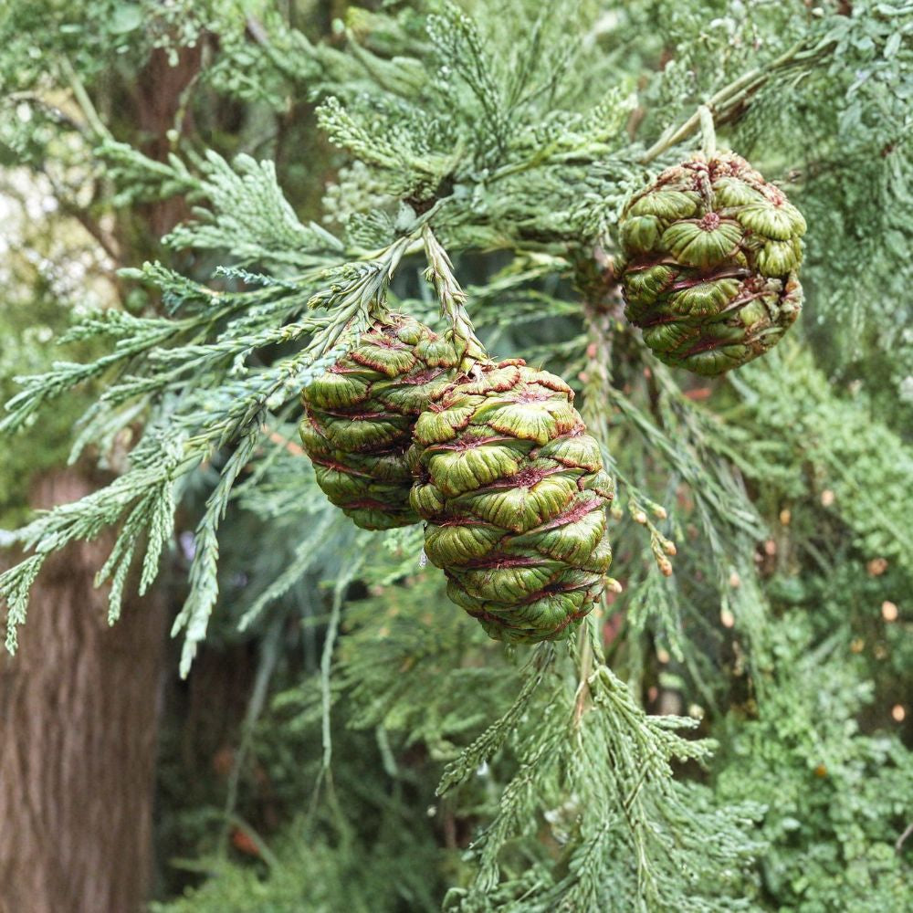 Giant Sequoia Tree Seeds – Sequoiadendron giganteum | 240 Seeds Massive Evergreen | Long-Lived | Redwood | Iconic Landscape Tree