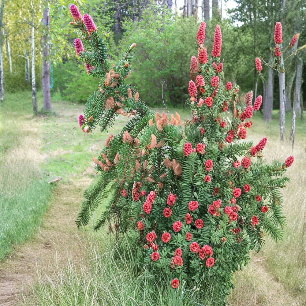 Norway Spruce – Picea abies 1,600 Seeds | Wholesale Bulk Pack | Fast-Growing Evergreen  Windbreak | Privacy Screen | Reforestation | Christmas Tree Farm