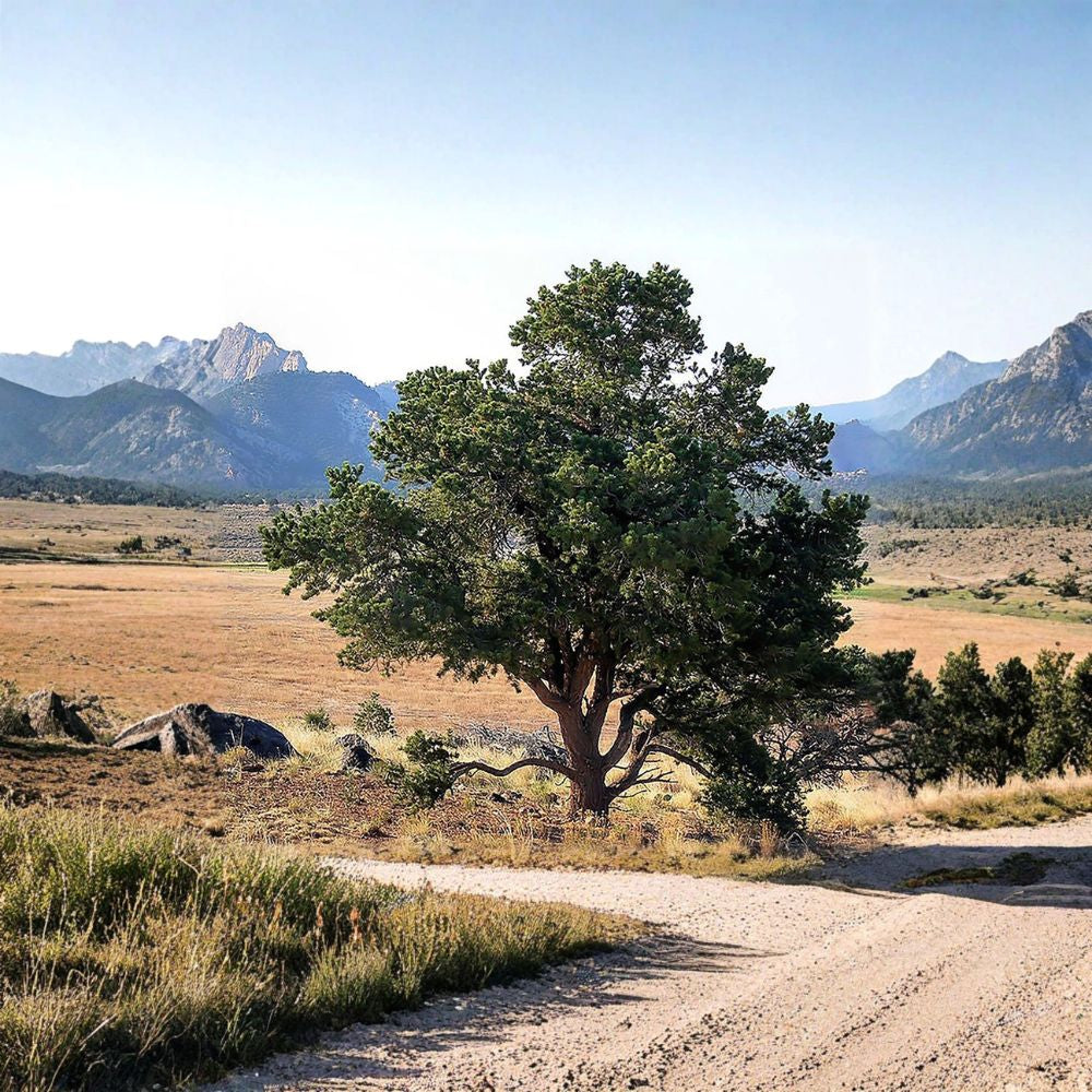 Colorado Pinyon Pine – Pinus cembroides edulis 120 Seeds | Evergreen Conifer | Edible Pine Nuts  Hardy Drought Tolerant Tree | Long Lived Native | Bonsai Friendly