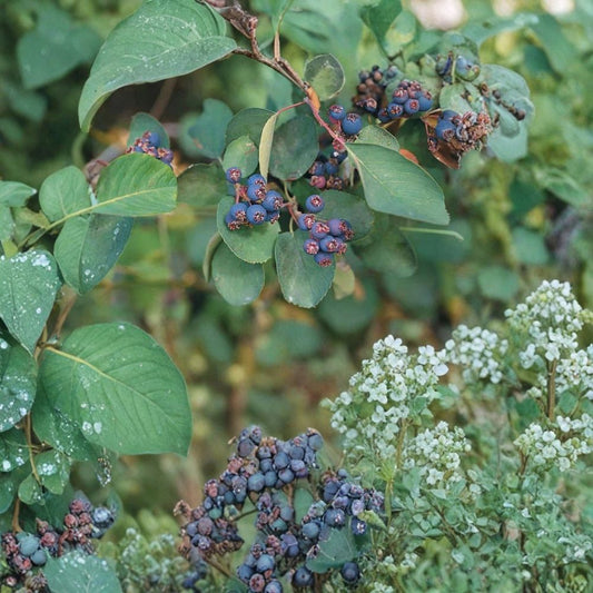 Saskatoon Serviceberry – Amelanchier alnifolia 1600 Seeds | Hardy Edible Shrub | Spring Flowers & Brilliant Fall Color  Juneberry | Wildlife Friendly | Cold & Wind Tolerant Native
