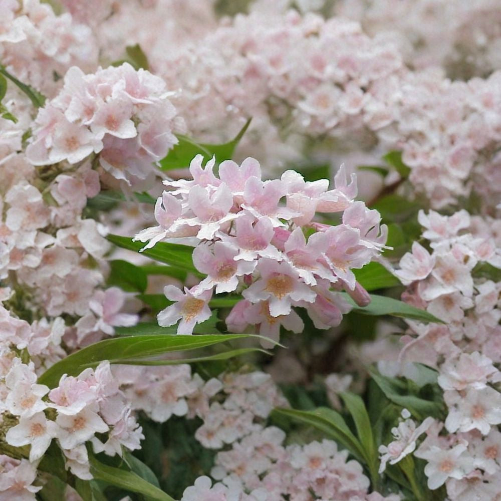 Beauty Bush – Kolkwitzia amabilis 30 Seeds | Hardy Flowering Shrub | Showy Spring Blooms  Fast Growing | Cold Tolerant | Beautiful Fall Color