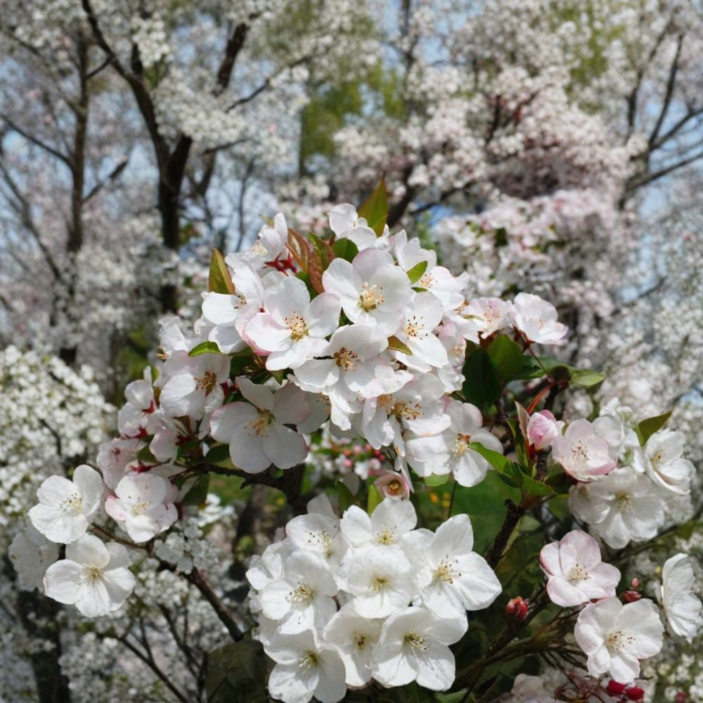 Tea Crab Apple – Malus hupehensis | 60 Seeds Flowering Ornamental Tree | Edible Fruit | Beautiful Fall Color