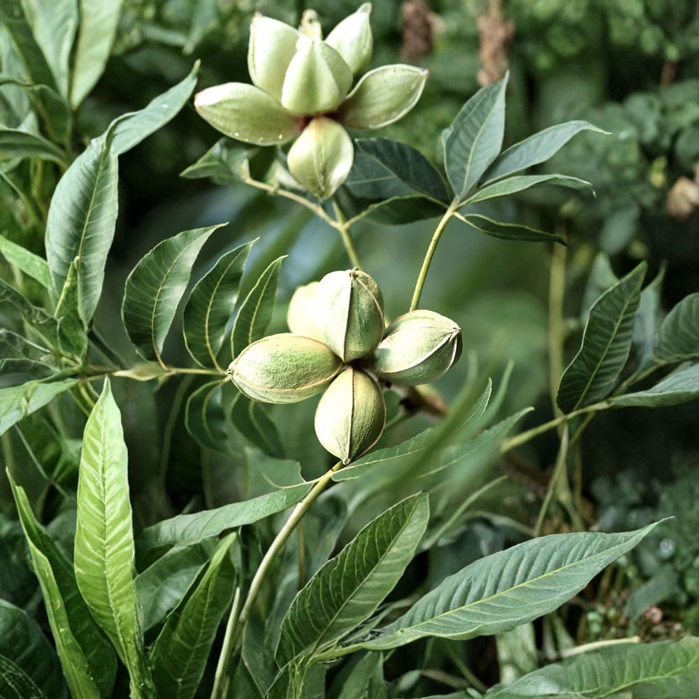 Pecan Tree – Carya illinoinensis Seeds | 4 Seeds | Hardy Edible Nut Tree | Long Lived Shade Tree | Cold Tolerant