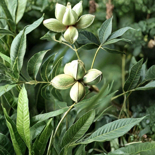 Pecan Tree – Carya illinoinensis Seeds | 4 Seeds | Hardy Edible Nut Tree | Long Lived Shade Tree | Cold Tolerant