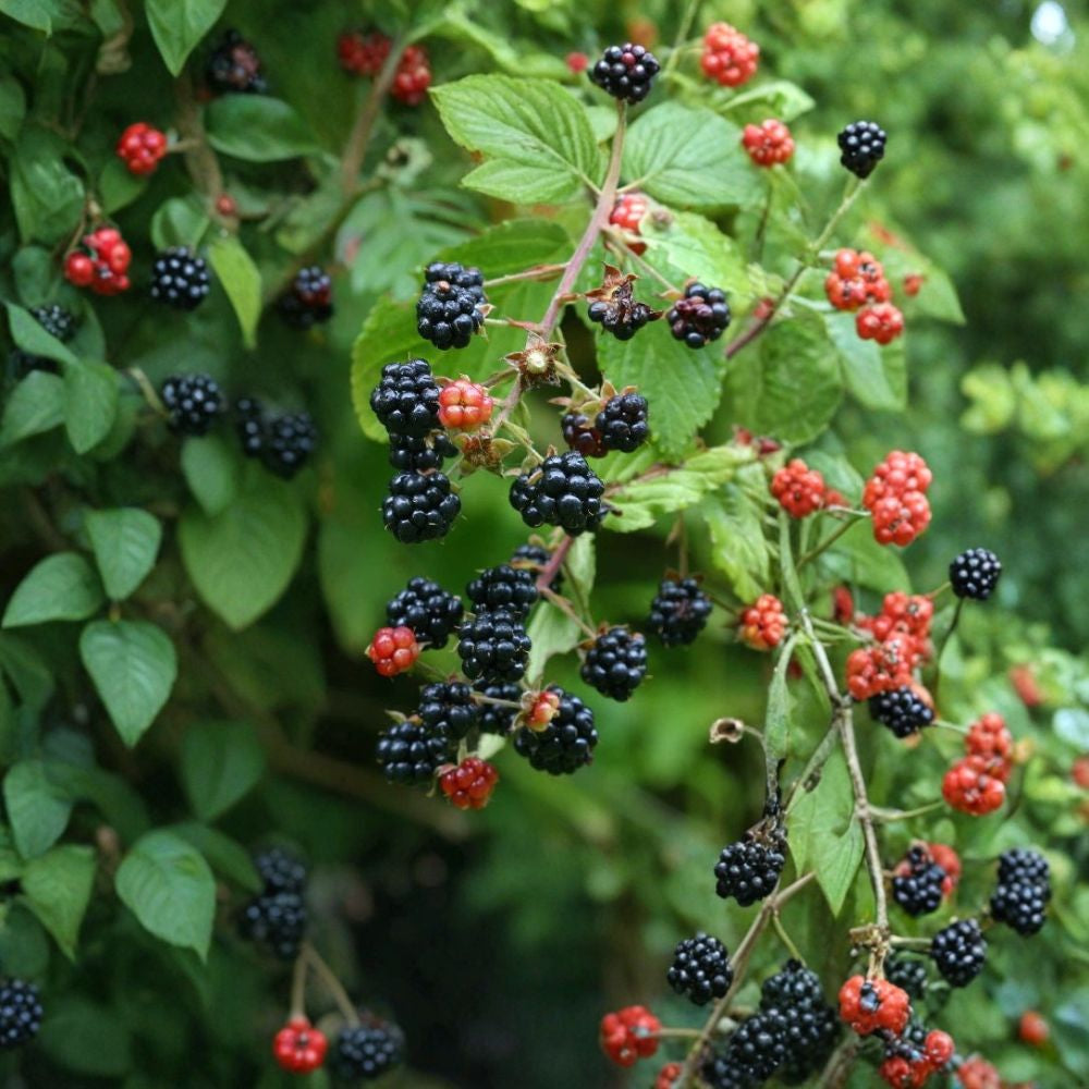 Purple-Flowering Raspberry – Rubus odoratus 20 Seeds | Fragrant Ornamental Shrub | Edible Summer Fruit  Native Raspberry | Pollinator Friendly | Cold Hardy