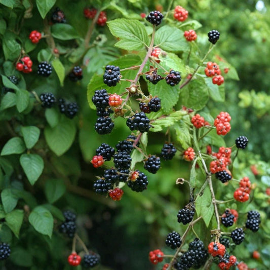 Purple-Flowering Raspberry – Rubus odoratus 20 Seeds | Fragrant Ornamental Shrub | Edible Summer Fruit  Native Raspberry | Pollinator Friendly | Cold Hardy