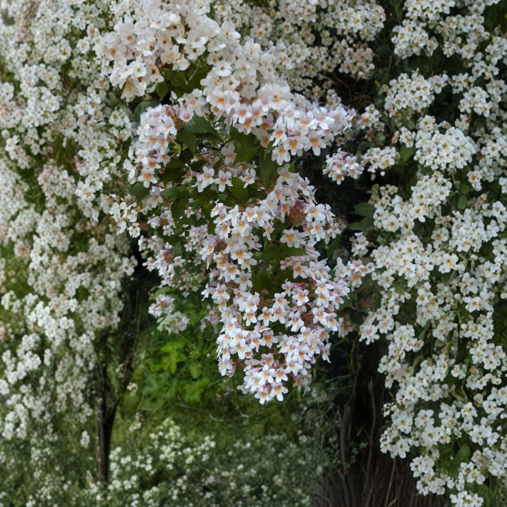 Beauty Bush – Kolkwitzia amabilis 200 Seeds | Hardy Flowering Shrub | Showy Spring Blooms  Fast Growing | Cold Tolerant | Beautiful Fall Color