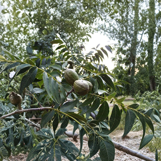 Pecan Tree – Carya illinoinensis Seeds | 8 Seeds | Hardy Edible Nut Tree | Long Lived Shade Tree | Cold Tolerant