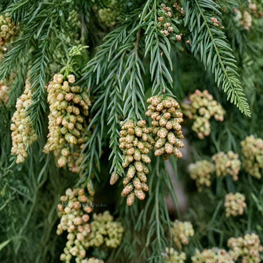 Japanese Red Cedar – Cryptomeria japonica 150 Seeds | Evergreen Conifer | Bonsai Friendly  Fast Growing Ornamental | Moist Soil Loving | Screen & Specimen Tree