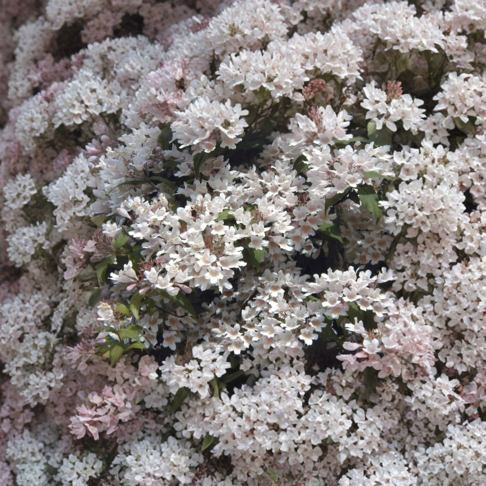 Beauty Bush – Kolkwitzia amabilis 400 Seeds | Hardy Flowering Shrub | Showy Spring Blooms  Fast Growing | Cold Tolerant | Beautiful Fall Color