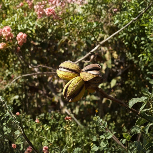 Pecan Tree – Carya illinoinensis Seeds | 16 Seeds | Hardy Edible Nut Tree | Long Lived Shade Tree | Cold Tolerant