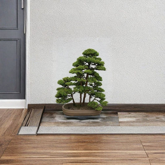 Japanese Red Cedar – Cryptomeria japonica 300 Seeds | Evergreen Conifer | Bonsai Friendly  Fast Growing Ornamental | Moist Soil Loving | Screen & Specimen Tree