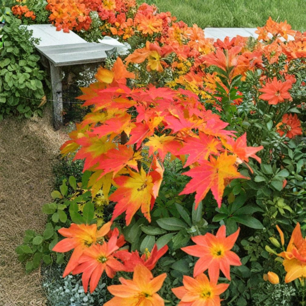 Korean Maple – Acer pseudosieboldianum Seeds | 10 Seeds | Showy Fall Color Tree | Cold Hardy Ornamental | Bonsai Friendly
