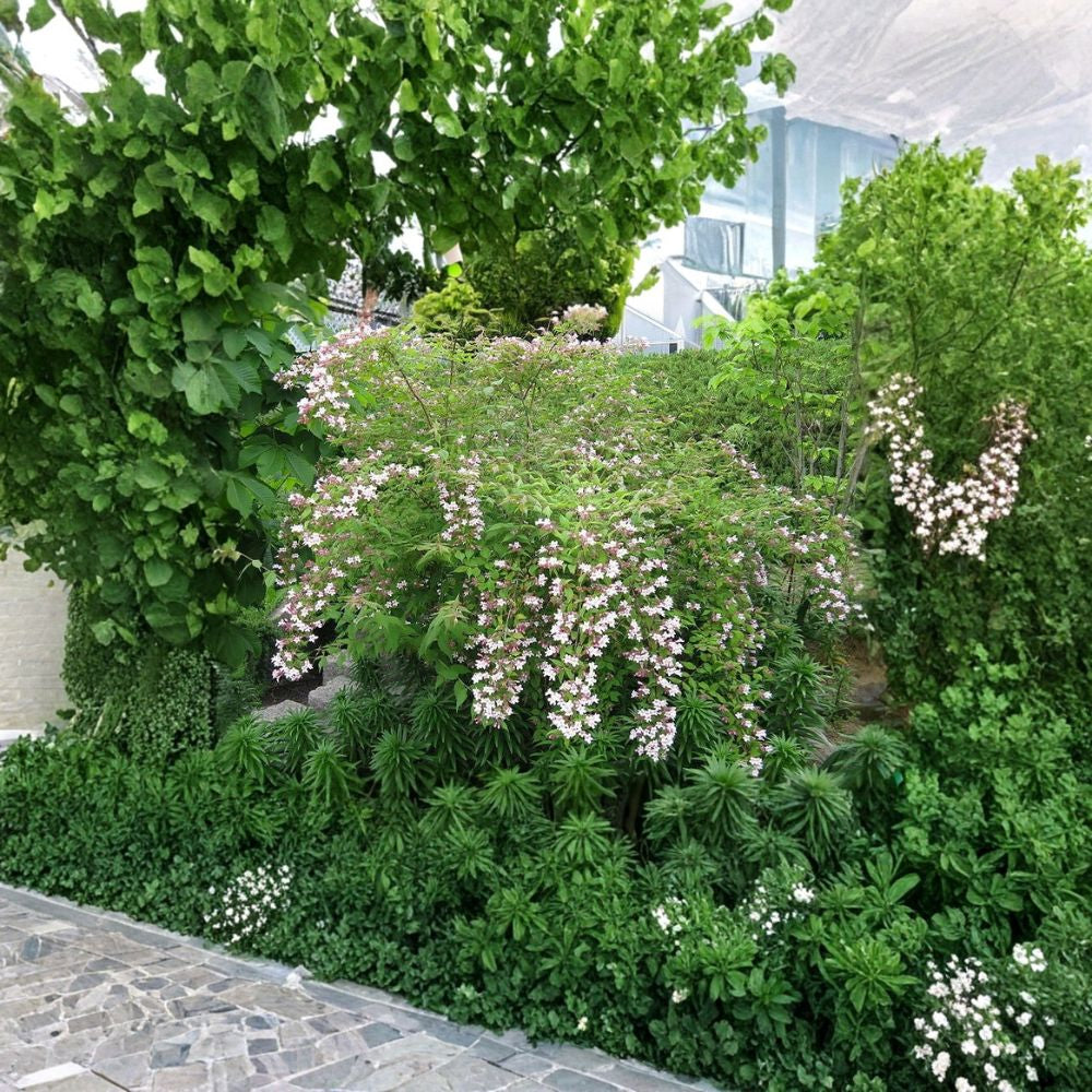 Beauty Bush – Kolkwitzia amabilis 800 Seeds | Hardy Flowering Shrub | Showy Spring Blooms  Fast Growing | Cold Tolerant | Beautiful Fall Color