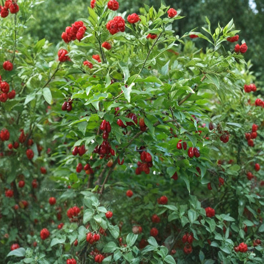 Cornelian Cherry Dogwood – Cornus mas | 10 Seeds Edible Fruit Tree | Early Yellow Blooms | Hardy & Ornamental