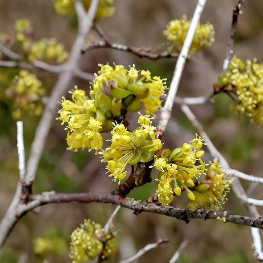 Cornelian Cherry Dogwood – Cornus mas | 30 Seeds Edible Fruit Tree | Early Yellow Blooms | Hardy & Ornamental