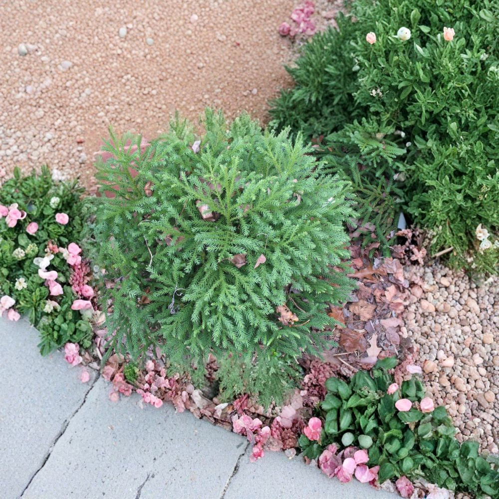 Japanese Red Cedar – Cryptomeria japonica 1800 Seeds | Bulk Evergreen Conifer | Nursery & Reforestation Pack  Fast Growing • Bonsai Friendly • Excellent Screen Tree