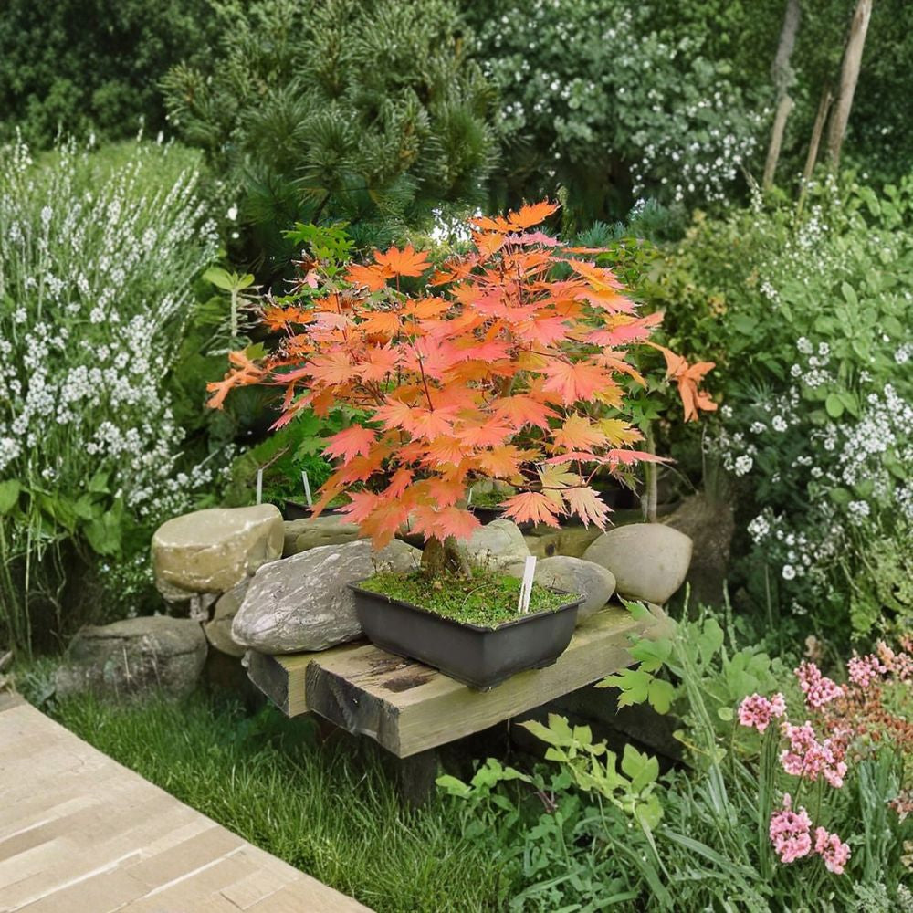 Korean Maple – Acer pseudosieboldianum Seeds | 60 Seeds | Showy Fall Color Tree | Cold Hardy Ornamental | Bonsai Friendly