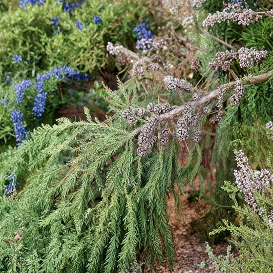 Japanese Red Cedar – Cryptomeria japonica 5,400 Seeds | Commercial Bulk Evergreen | Reforestation & Nursery Pack  Fast Growing • Evergreen • Bonsai Suitable • Privacy & Windbreak Tree