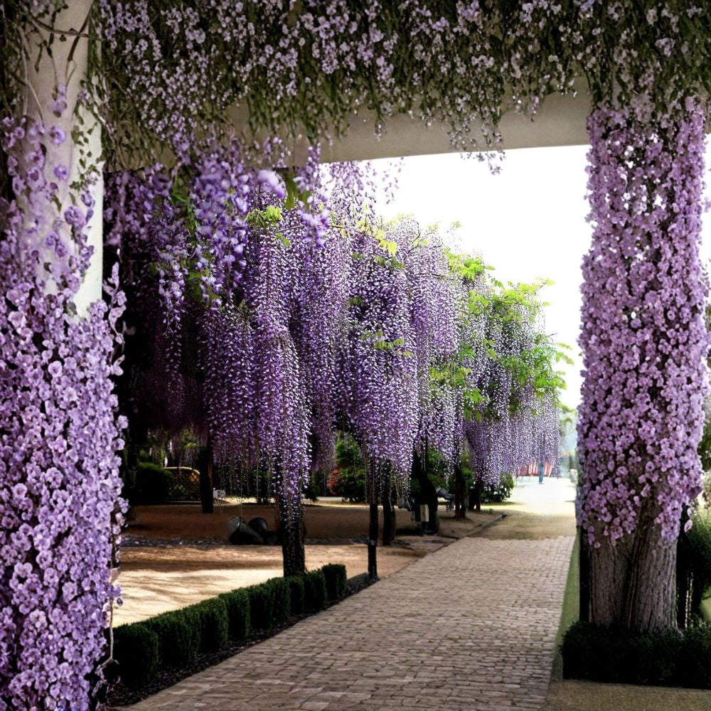 Blue Chinese Wisteria – Wisteria sinensis 4 Seeds | Fast Growing Flowering Vine | Fragrant & Hardy  Showy Blue-Violet Blooms • Arbor & Pergola Vine • Bonsai Friendly