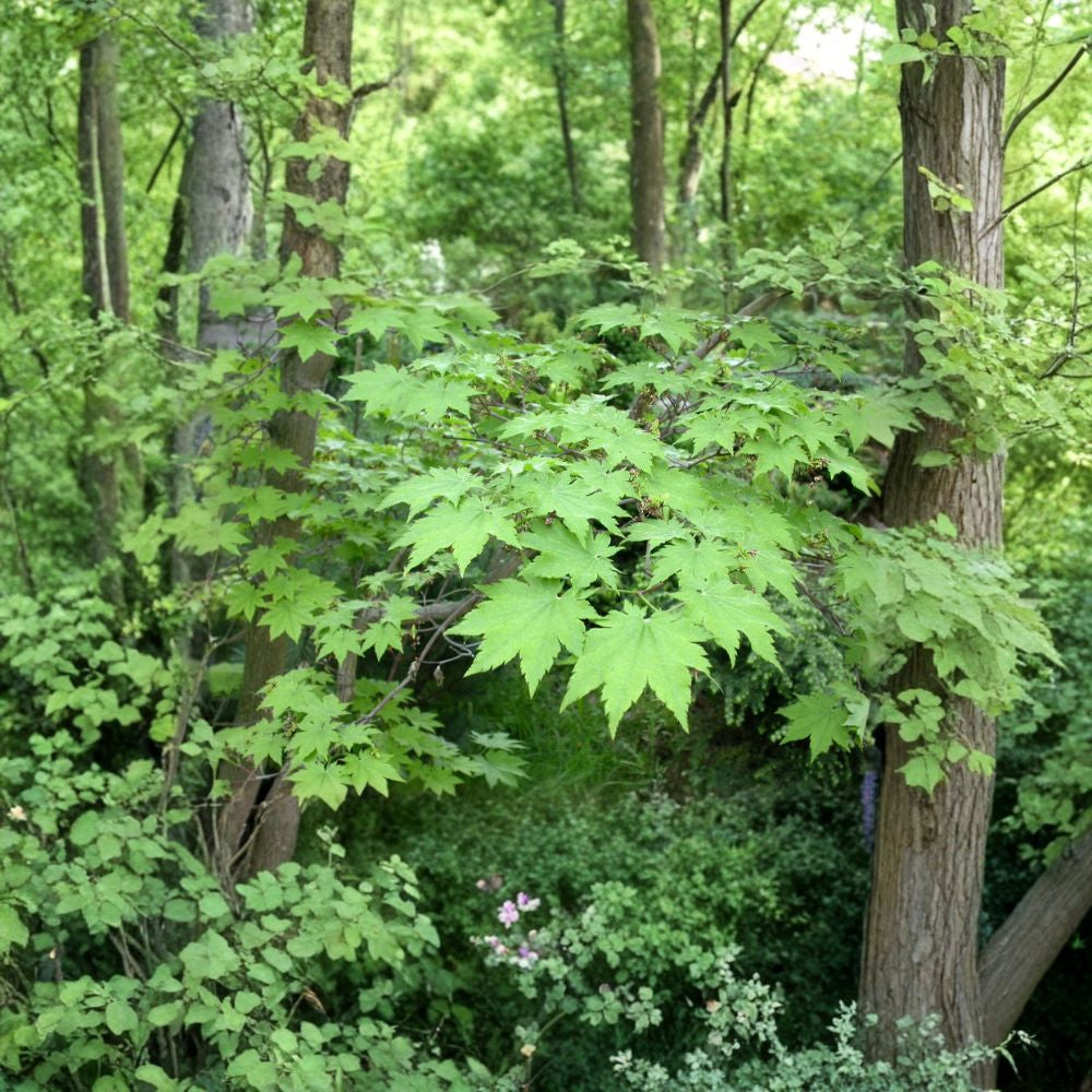 Korean Maple – Acer pseudosieboldianum Seeds | 240 Seeds | Showy Fall Color Tree | Cold Hardy Ornamental | Bonsai Friendly