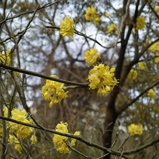 Cornelian Cherry Dogwood – Cornus mas | 240 Seeds Edible Fruit Tree | Early Yellow Blooms | Hardy & Ornamental