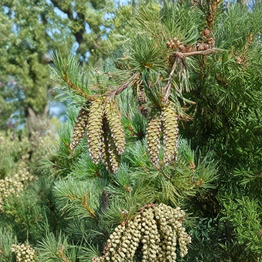 Western White Pine – Pinus monticola 60 Seeds | Evergreen Conifer | Hardy Timber Tree  Fast Growing | Cold Hardy | Wind & Drought Tolerant