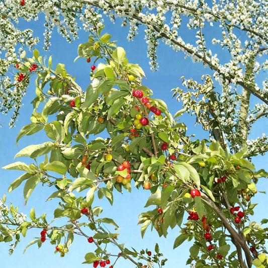 Cornelian Cherry Dogwood – Cornus mas | 480 Seeds Edible Fruit Tree | Early Yellow Blooms | Hardy & Ornamental