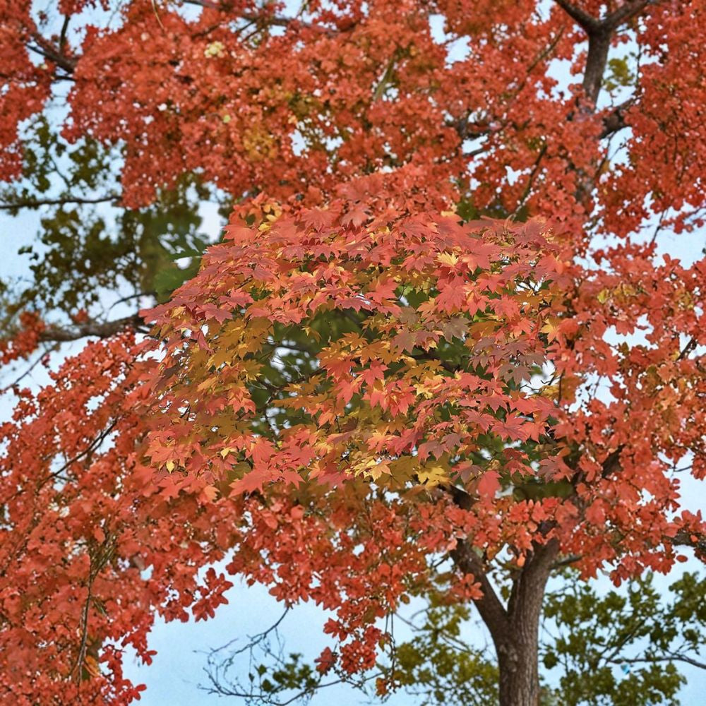 Korean Maple – Acer pseudosieboldianum Seeds | 40 Seeds | Showy Fall Color Tree | Cold Hardy Ornamental | Bonsai Friendly