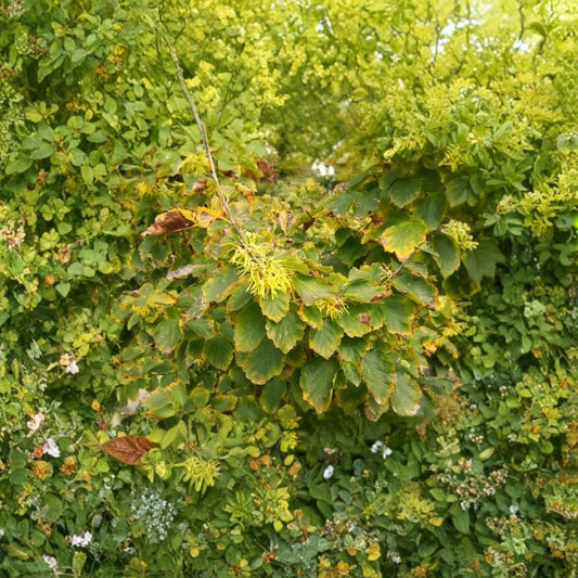 Witch Hazel – Hamamelis virginiana 240 Seeds | Late Fall Fragrant Blooms | Hardy Native Shrub  American Witchhazel | Brilliant Yellow Fall Color | Woodland Favorite