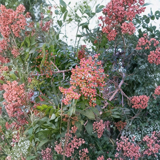 Chinese Pistache – Pistacia chinensis 480 Tree Seeds | Fast Growing | Hardy Zones 6–9  Brilliant Fall Color | Heat & Drought Tolerant | Ideal for Shade, Street or Large Plantings