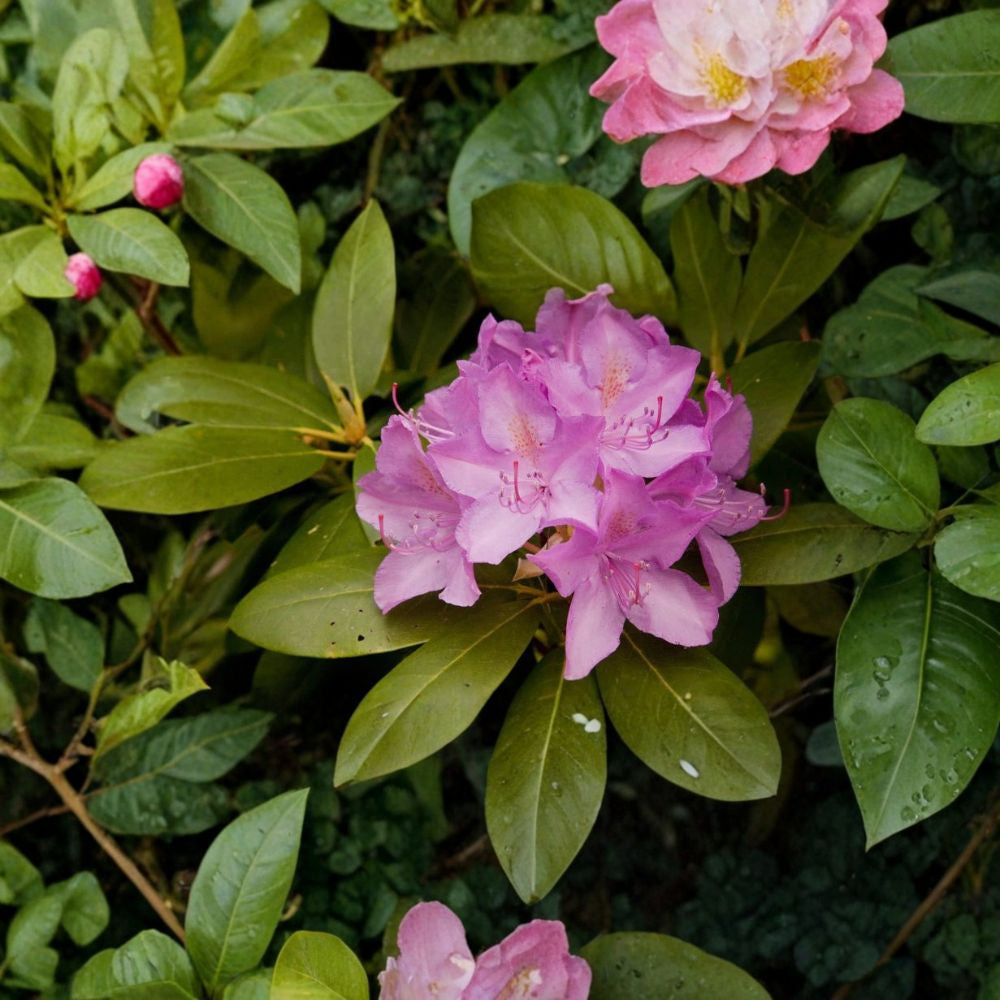 Rosebay Rhododendron – Rhododendron maximum Shrub Seeds | 5400 Seeds | Hardy Evergreen Woodland Shrub | Showy Shade Blooms