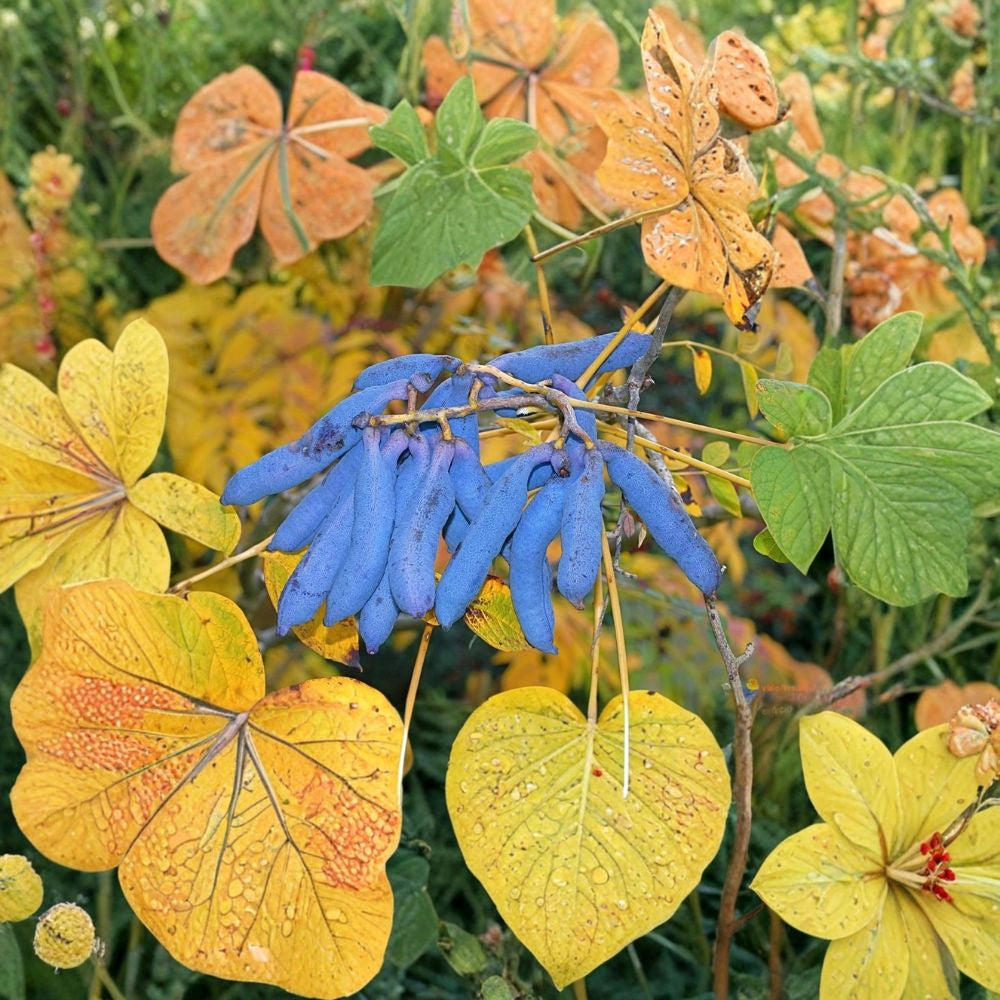 Blue Sausage Fruit – Decaisnea fargesii Seeds | 5 Seeds | Hardy Ornamental Shrub | Metallic Blue Edible Pods | Fast Growing