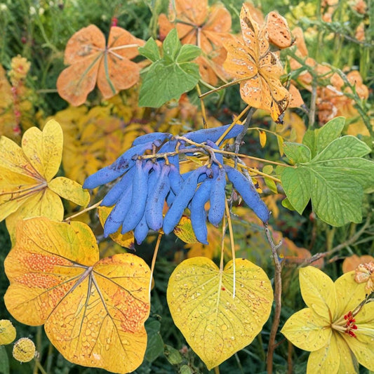 Blue Sausage Fruit – Decaisnea fargesii Seeds | 5 Seeds | Hardy Ornamental Shrub | Metallic Blue Edible Pods | Fast Growing