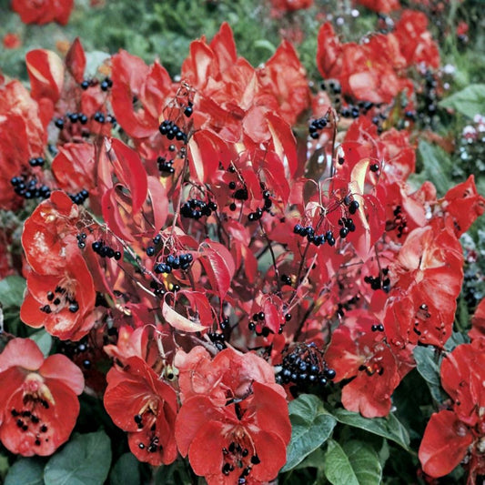 Nannyberry – Viburnum lentago 10 Seeds | Hardy Native Shrub | Edible Fruit  Fast Growing | Showy Flowers | Beautiful Fall Color