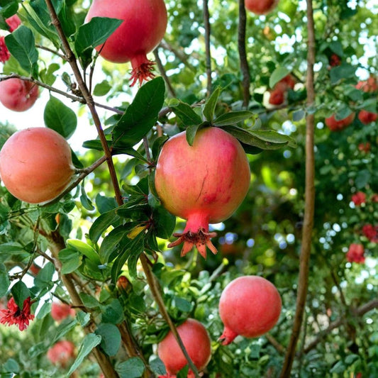 Pomegranate Tree – Punica granatum Seeds | 30 Seeds | Edible Fruit Shrub | Fast Growing | Heat & Drought Tolerant