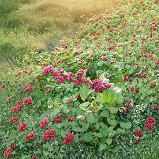 Coralberry Shrub – Symphoricarpos orbiculatus Seeds | 30 Seeds | Hardy Native Shrub | Showy Pink Berries | Winter Interest