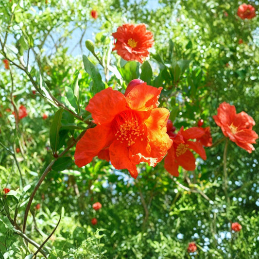 Pomegranate Tree – Punica granatum Seeds | 100 Seeds | Edible Fruit Shrub | Fast Growing | Heat & Drought Tolerant