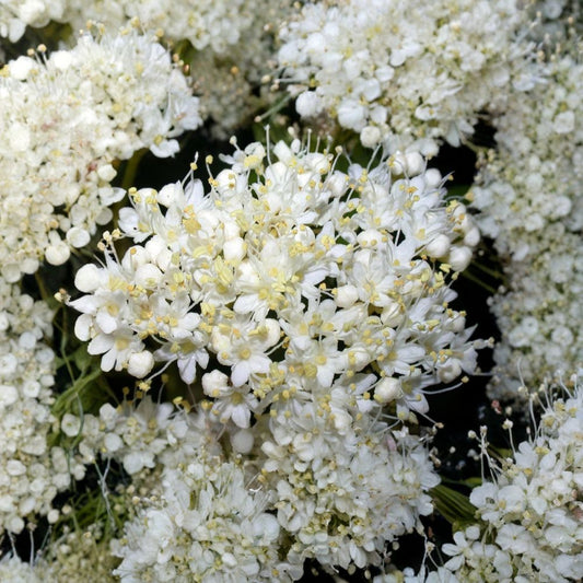 Nannyberry – Viburnum lentago 30 Seeds | Hardy Native Shrub | Edible Fruit  Showy Spring Flowers | Brilliant Fall Color | Wildlife Favorite