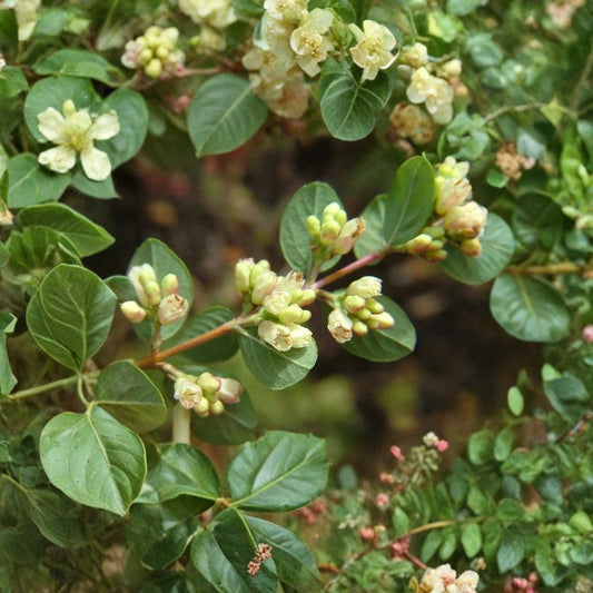 Coralberry Shrub – Symphoricarpos orbiculatus Seeds | 100 Seeds | Hardy Native Shrub | Showy Pink Berries | Winter Interest