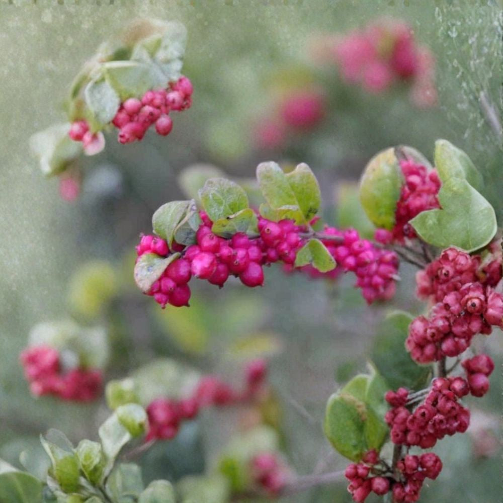 Coralberry Shrub – Symphoricarpos orbiculatus Seeds | 200 Seeds | Hardy Native Shrub | Showy Pink Berries | Winter Interest