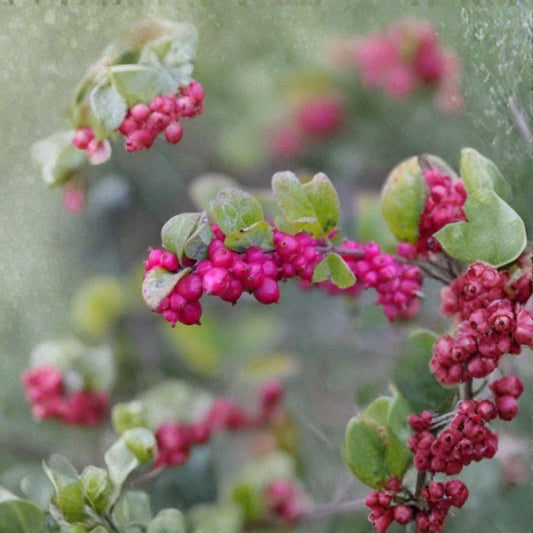 Coralberry Shrub – Symphoricarpos orbiculatus Seeds | 200 Seeds | Hardy Native Shrub | Showy Pink Berries | Winter Interest