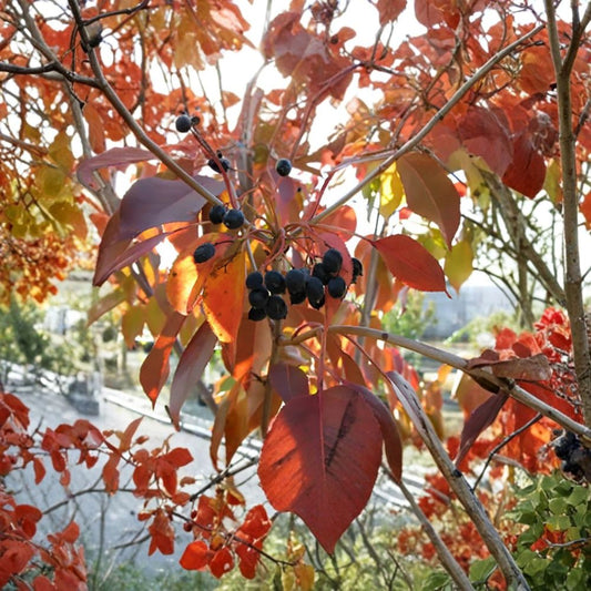 Nannyberry – Viburnum lentago 60 Seeds | Hardy Native Shrub | Edible Fruit  Showy Spring Blooms | Brilliant Fall Color | Wildlife Friendly